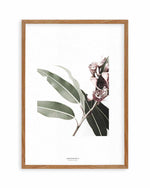 Eucalyptus III Art Print