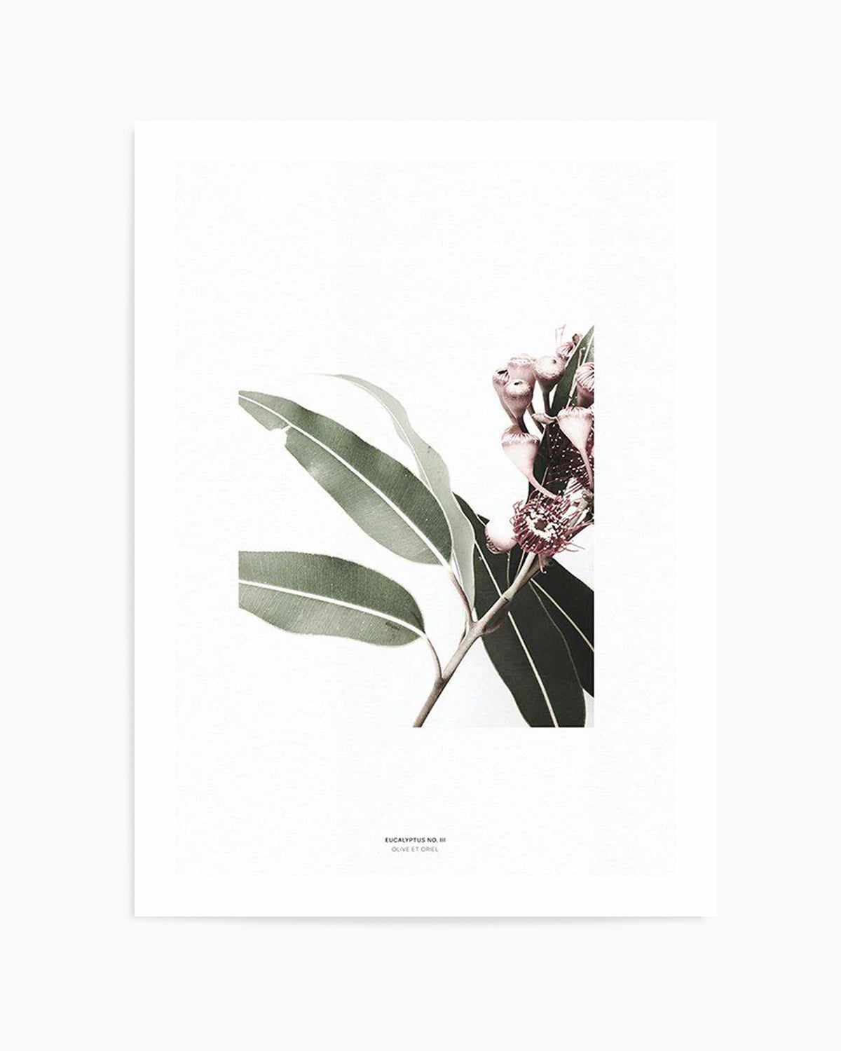 Eucalyptus III Art Print