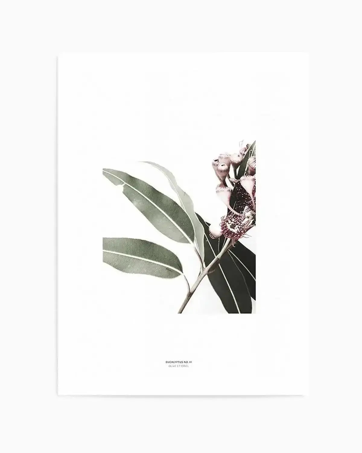Eucalyptus III Art Print from Olive et Oriel where you can shop wallpaper and artworks online