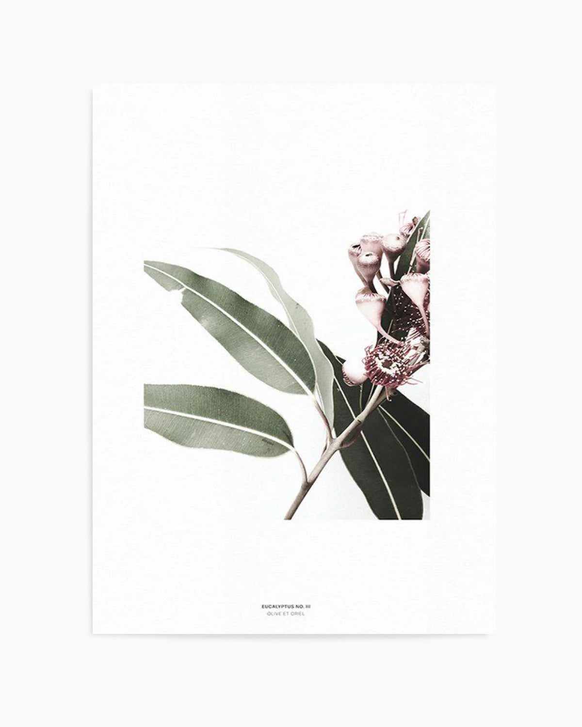 Eucalyptus III Art Print