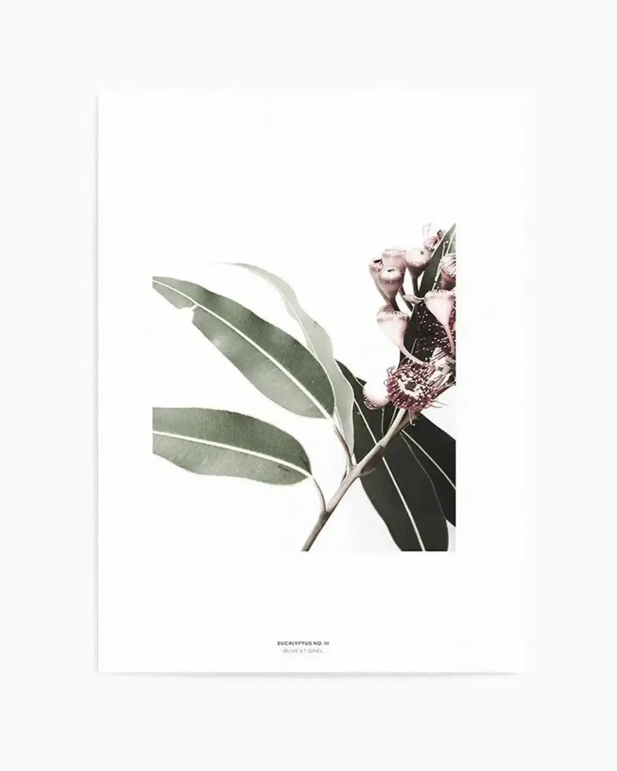 Eucalyptus III Art Print from Olive et Oriel where you can shop wallpaper and artworks online