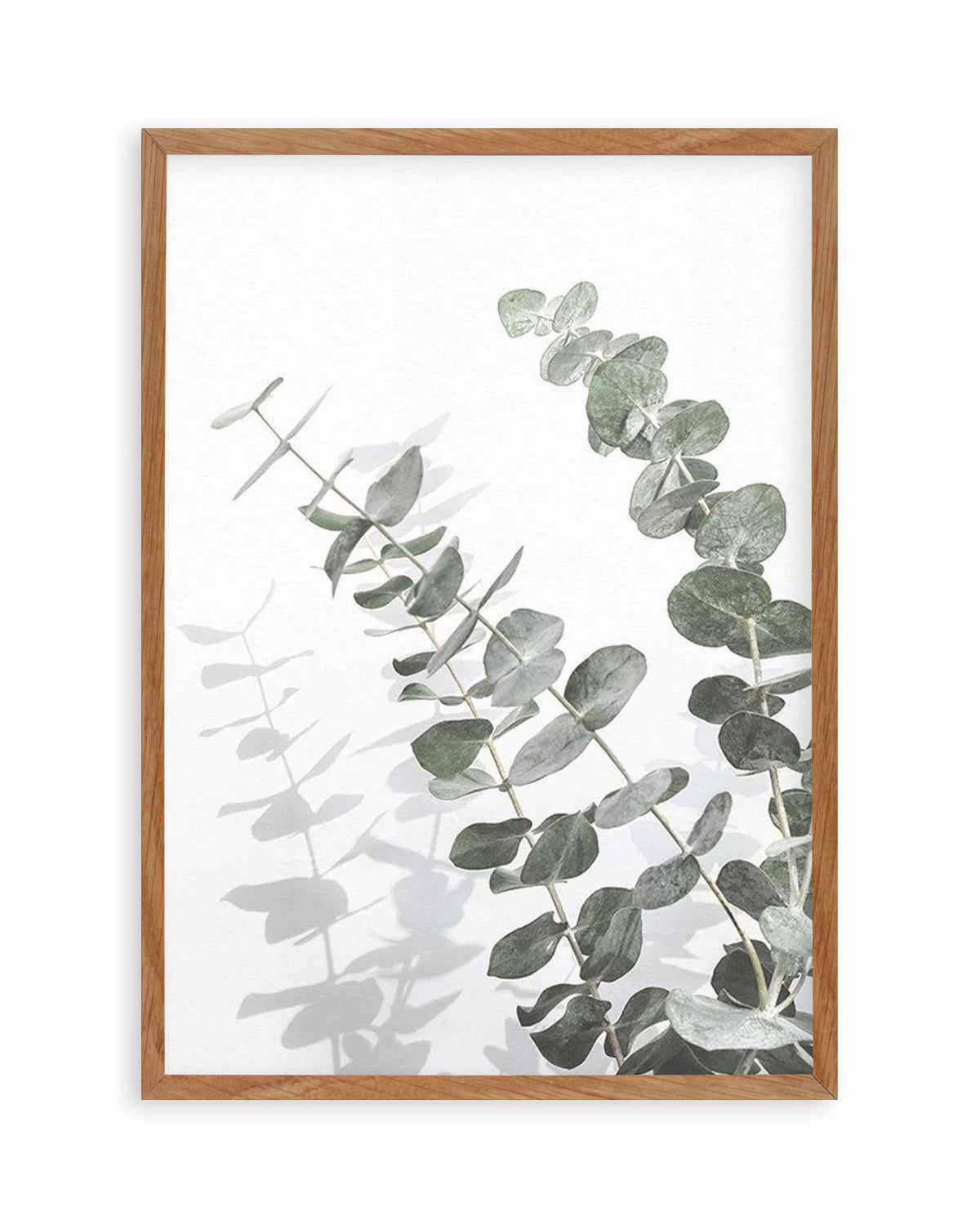 Eucalyptus IV Art Print