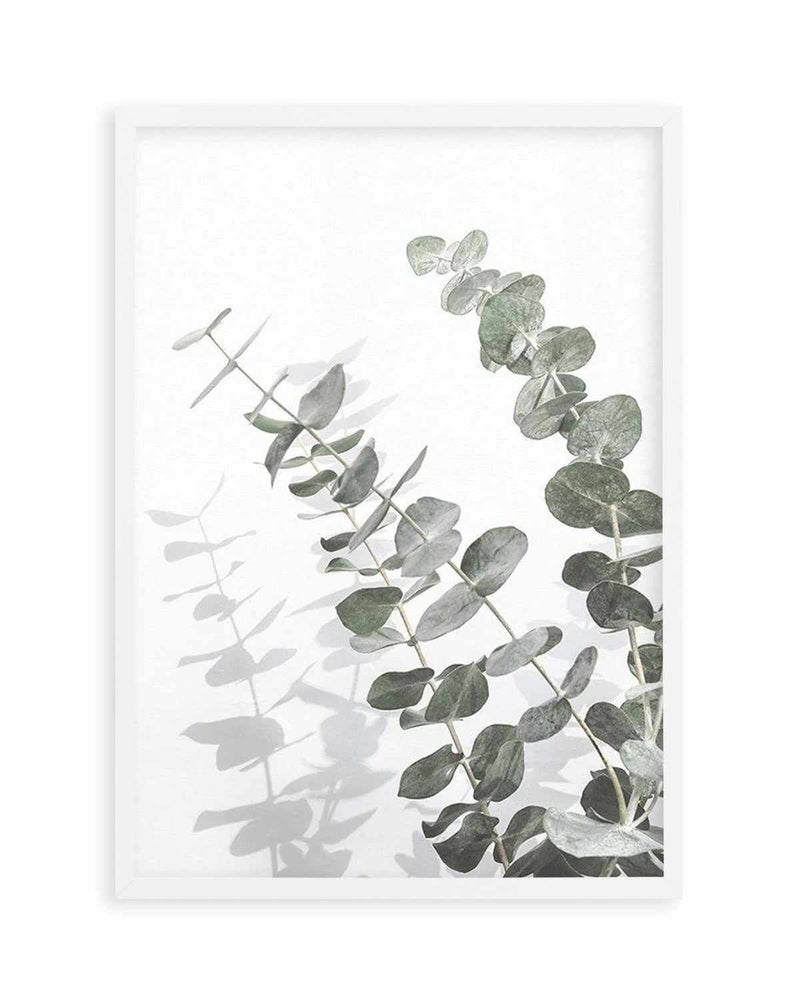 Eucalyptus IV Art Print
