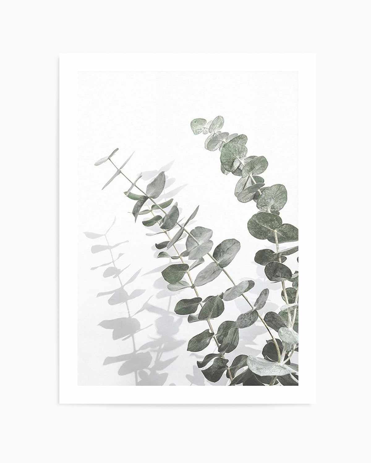 Eucalyptus IV Art Print