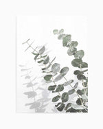 Eucalyptus IV Art Print