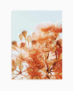 Eucalyptus In Bloom III | PT Art Print
