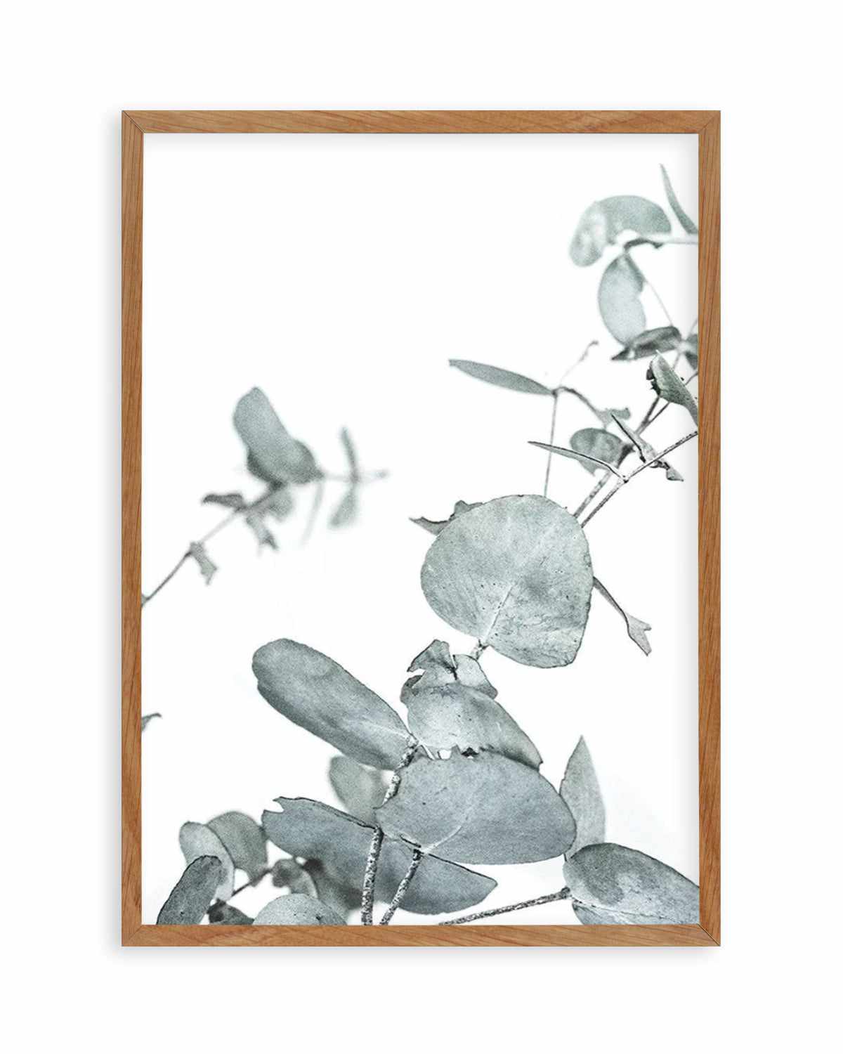 Eucalyptus Leaves I Art Print