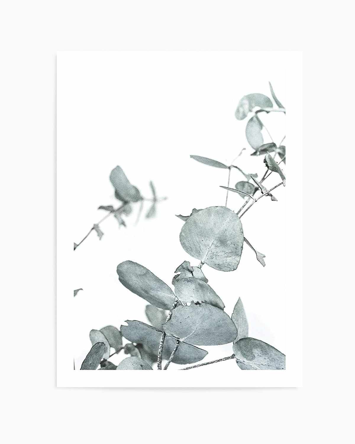 Eucalyptus Leaves I Art Print