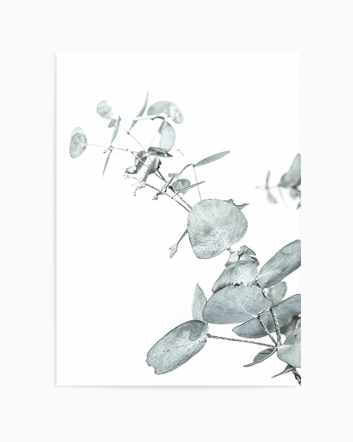 Eucalyptus Leaves II Art Print