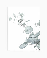 Eucalyptus Leaves II Art Print