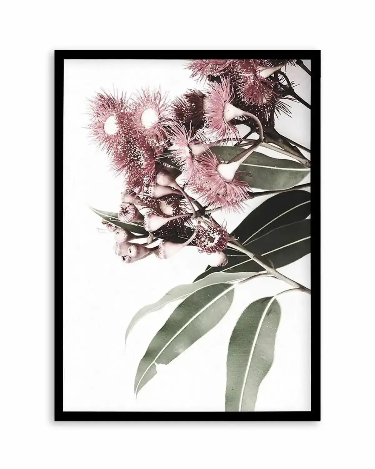 Eucalyptus in Bloom Art Print from Olive et Oriel where you can shop wallpaper and artworks online