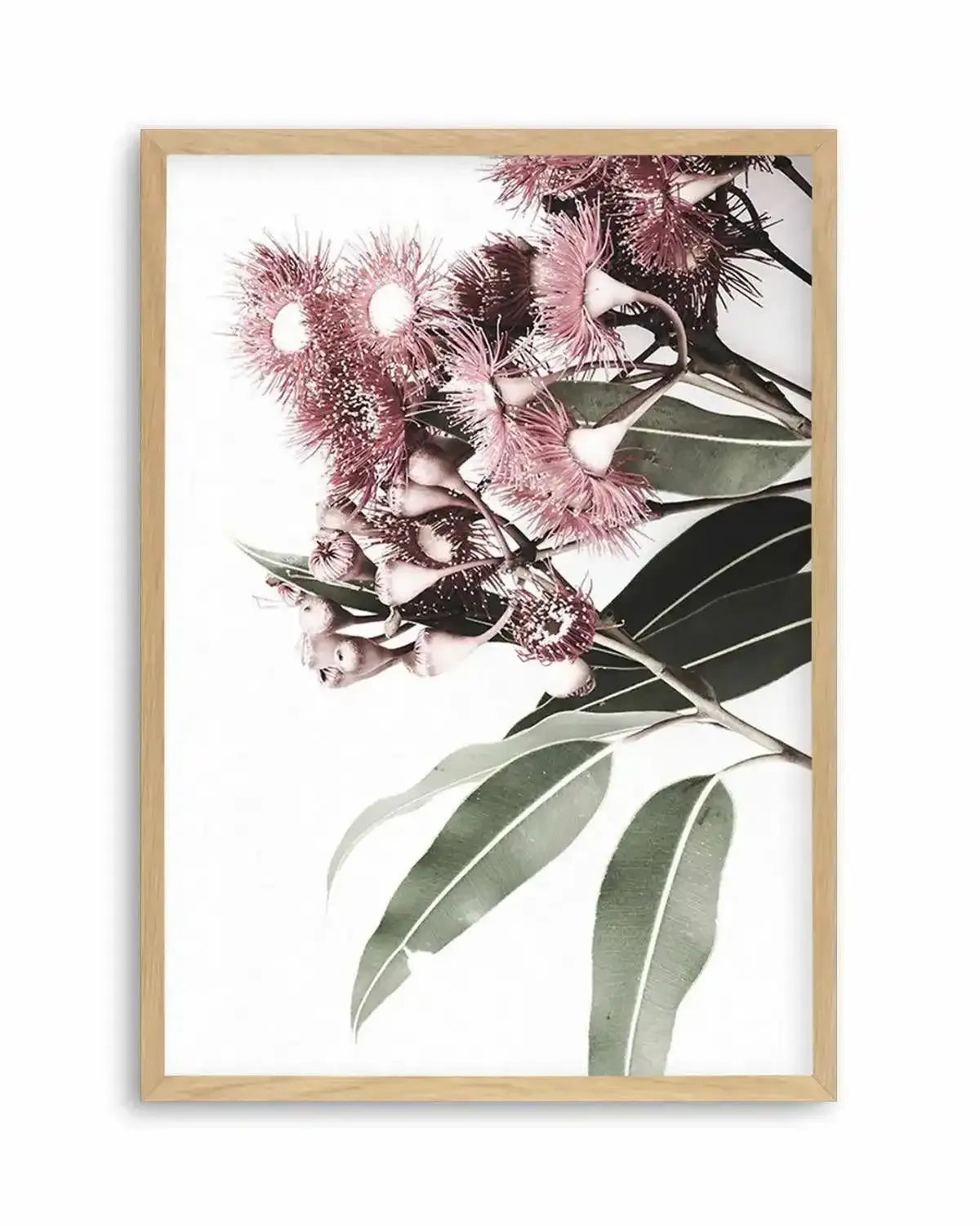 Eucalyptus in Bloom Art Print from Olive et Oriel where you can shop wallpaper and artworks online