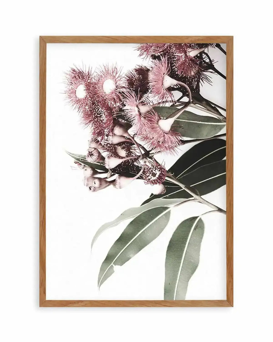 Eucalyptus in Bloom Art Print art print, framed