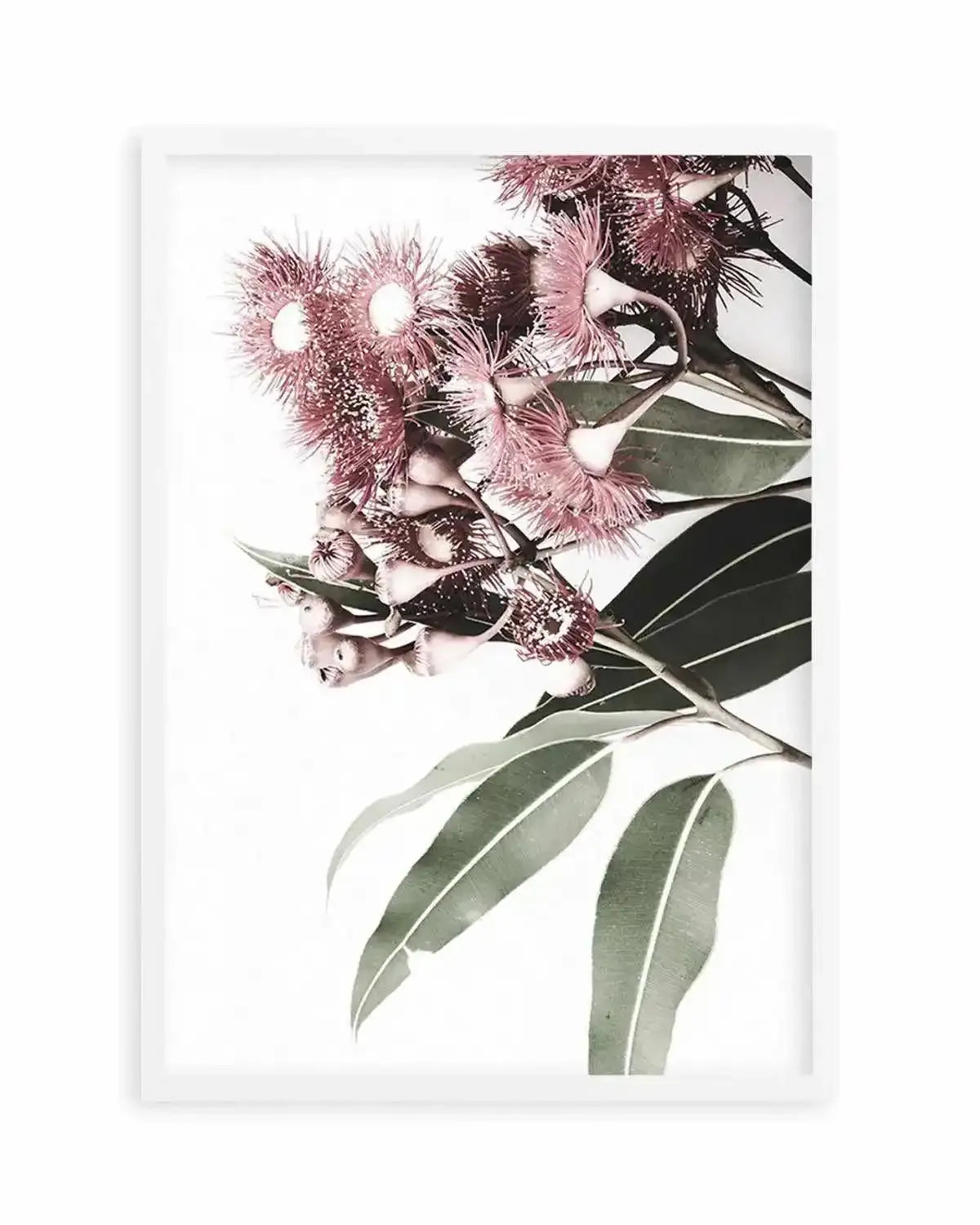 Eucalyptus in Bloom Art Print from Olive et Oriel where you can shop wallpaper and artworks online