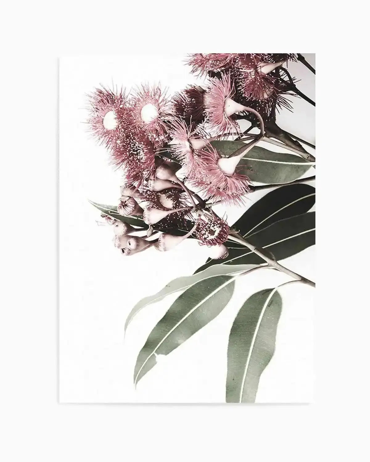 Eucalyptus in Bloom Art Print from Olive et Oriel where you can shop wallpaper and artworks online