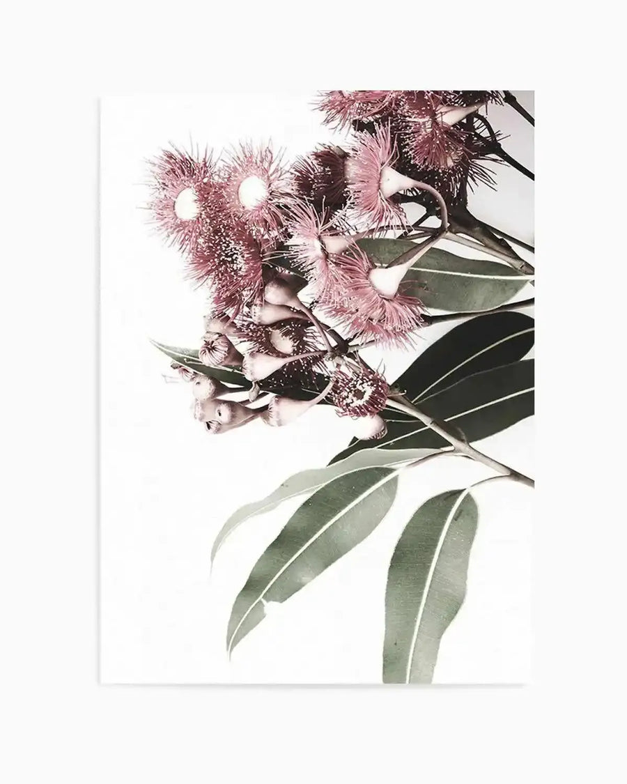 Eucalyptus in Bloom Art Print art print, framed
