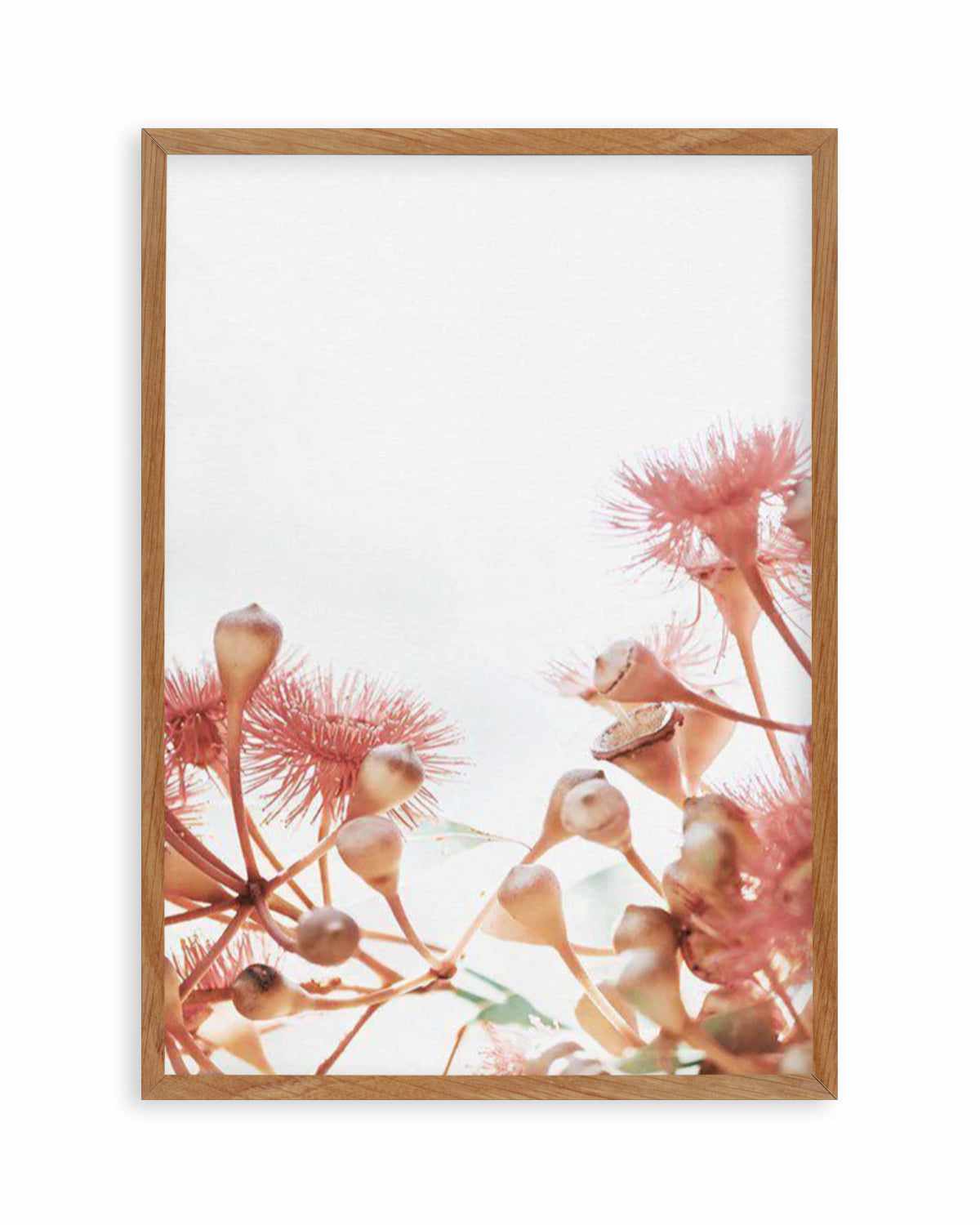 Eucalyptus in Bloom IV | PT Art Print