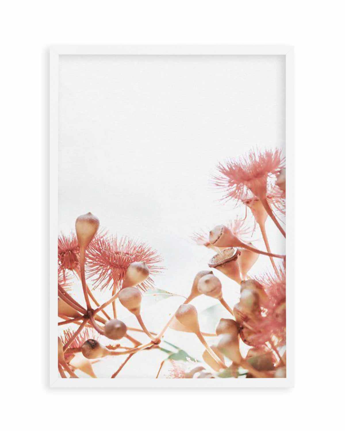 Eucalyptus in Bloom IV | PT Art Print