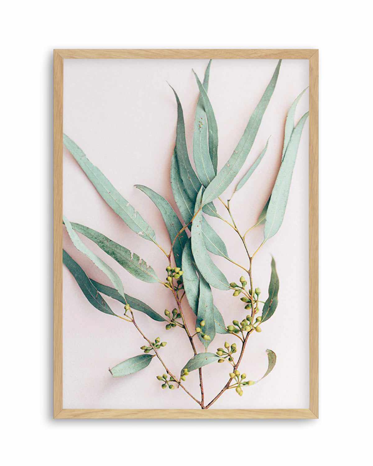 Eucalyptus on Blush Art Print