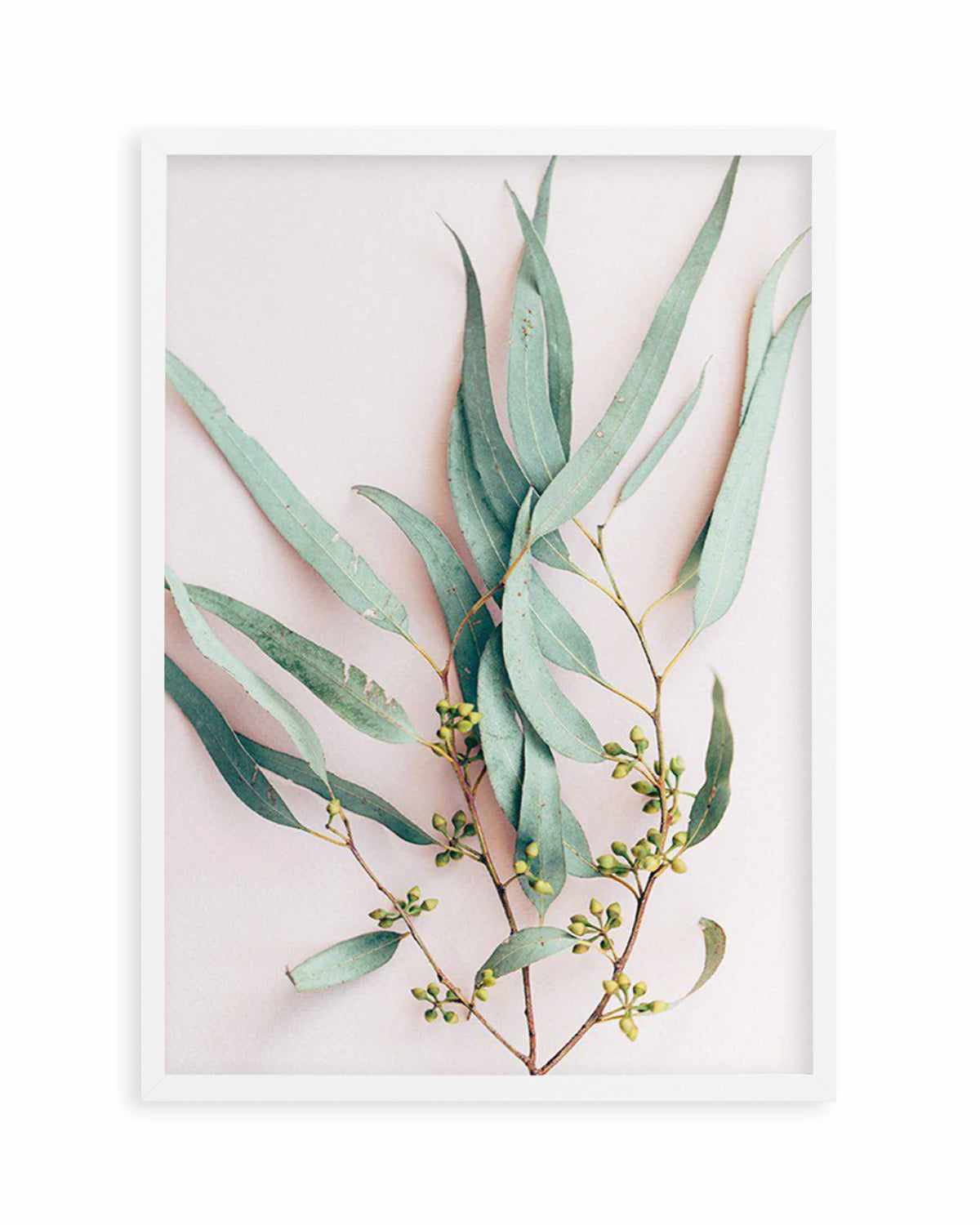 Eucalyptus on Blush Art Print