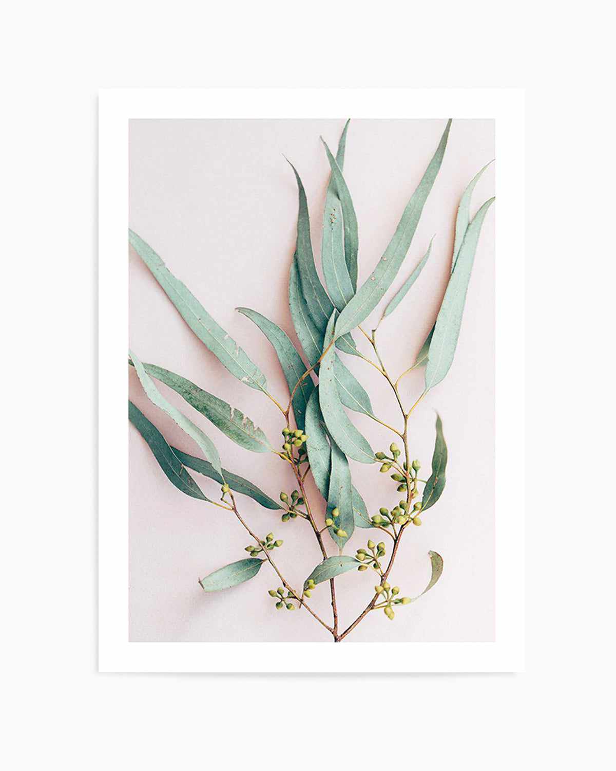 Eucalyptus on Blush Art Print