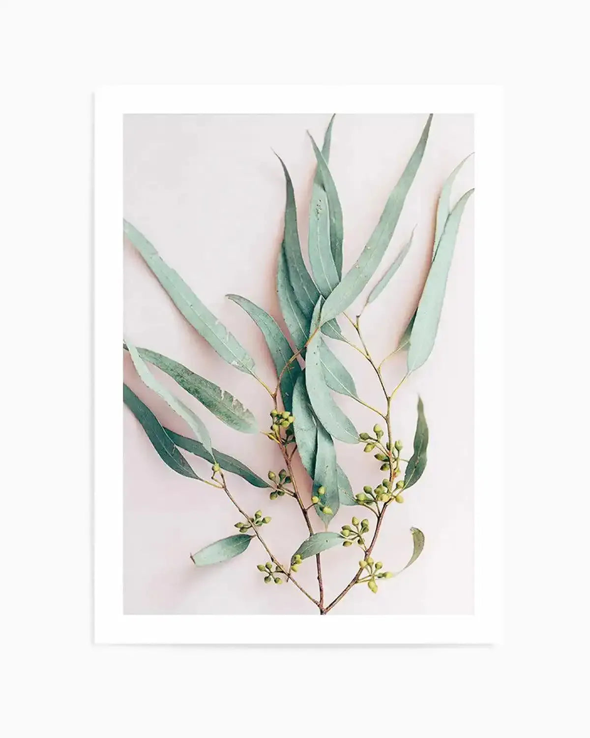 Eucalyptus on Blush Art Print from Olive et Oriel where you can shop wallpaper and artworks online