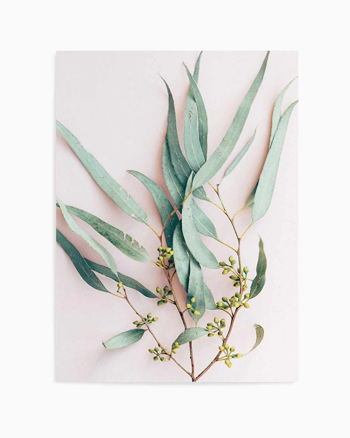 Eucalyptus on Blush Art Print