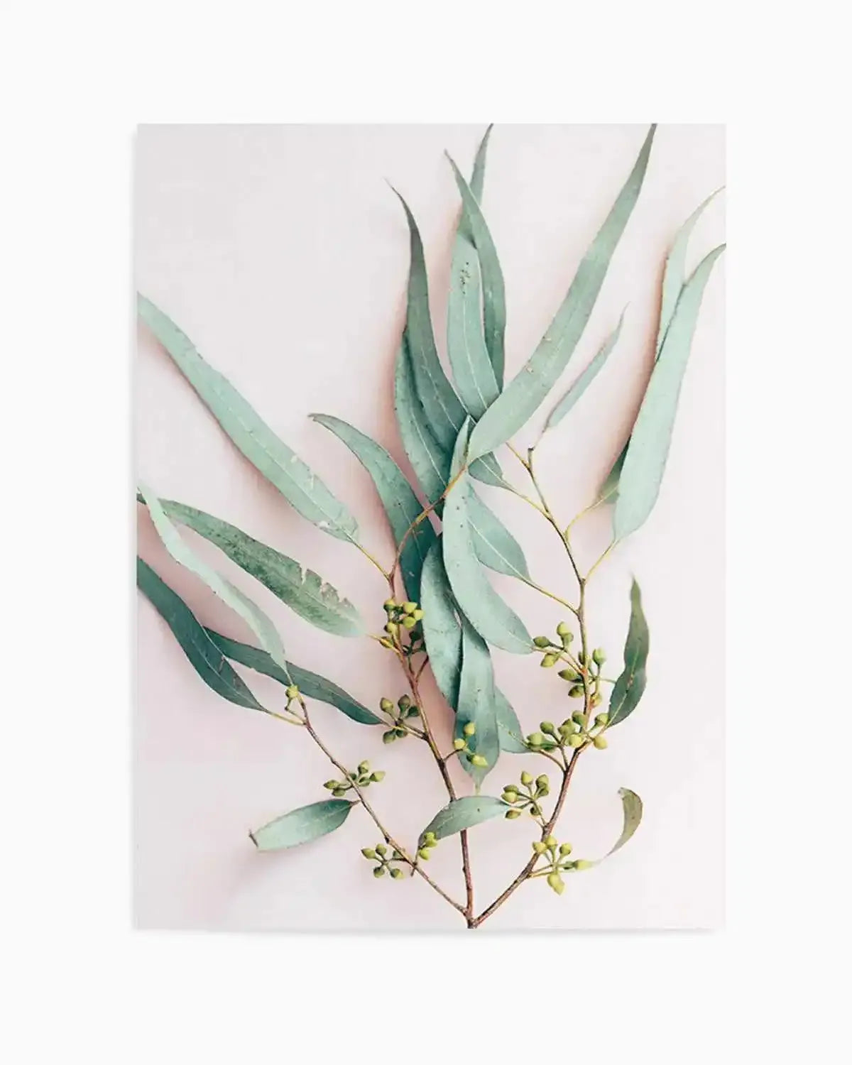 Eucalyptus on Blush Art Print from Olive et Oriel where you can shop wallpaper and artworks online