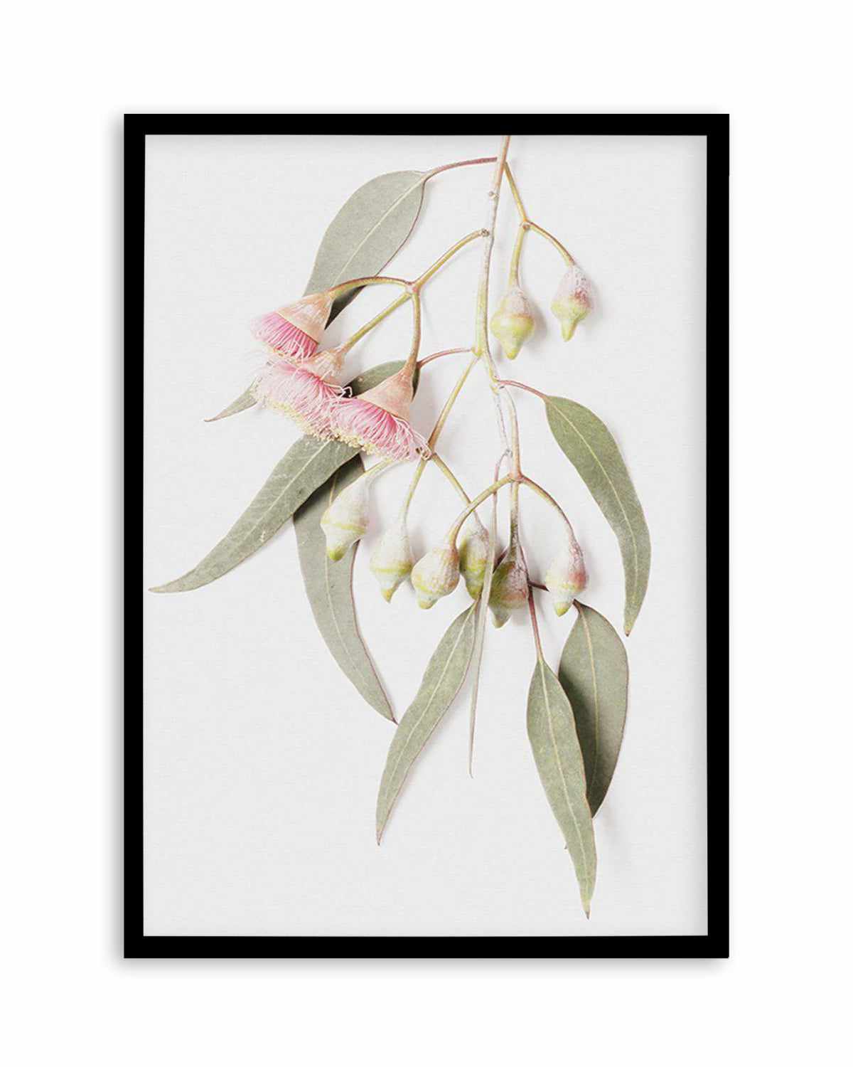 Eucalyptus on Grey Art Print