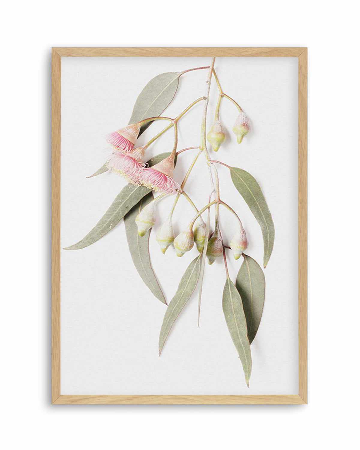 Eucalyptus on Grey Art Print