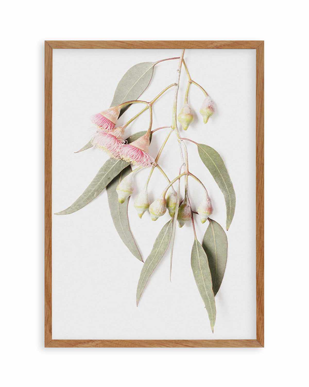 Eucalyptus on Grey Art Print