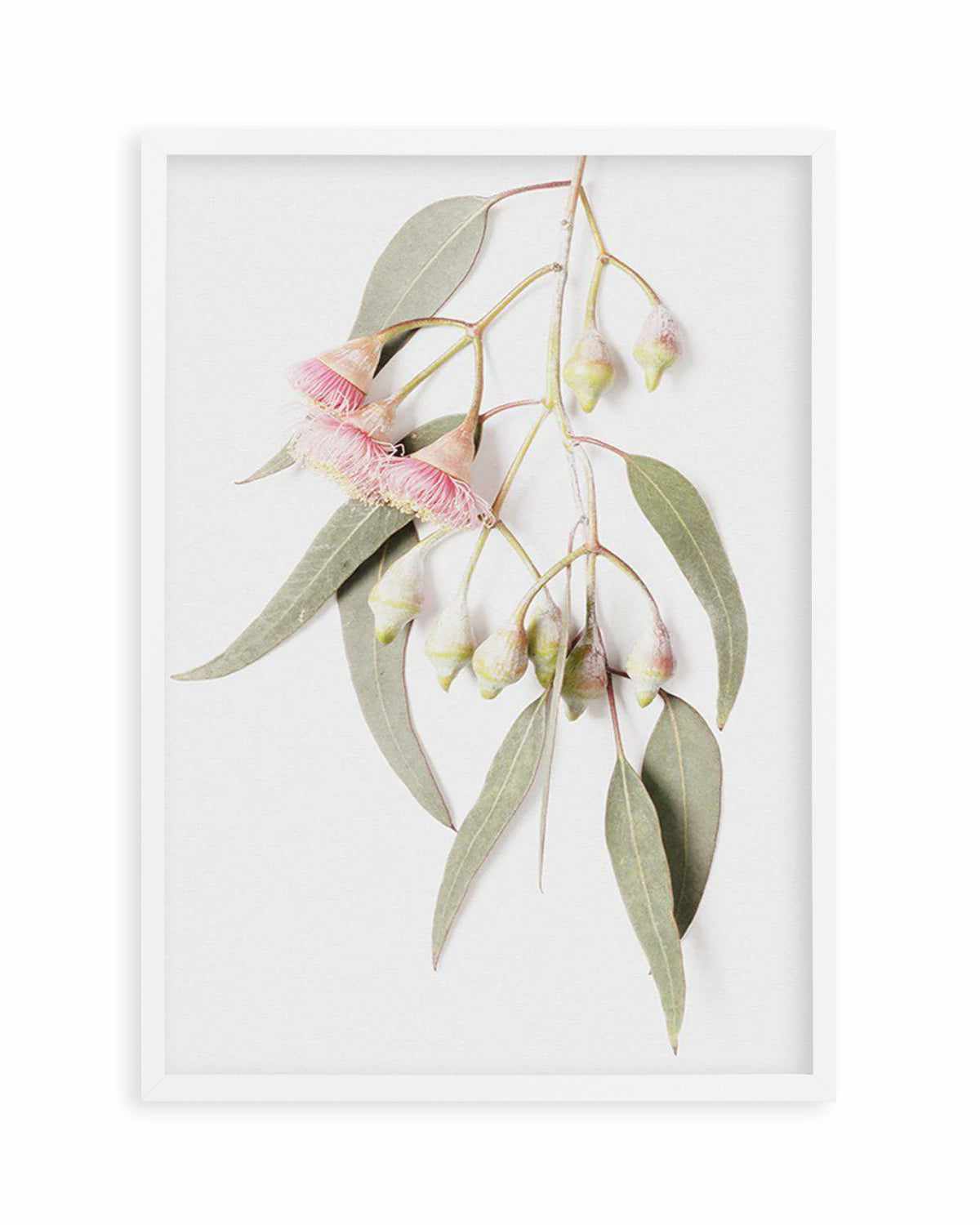 Eucalyptus on Grey Art Print