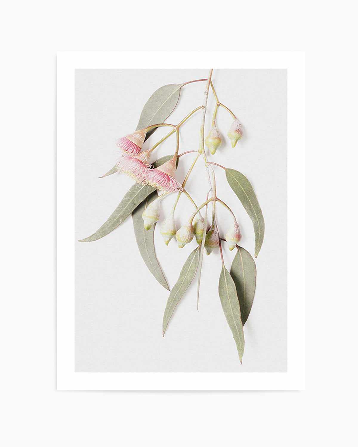 Eucalyptus on Grey Art Print