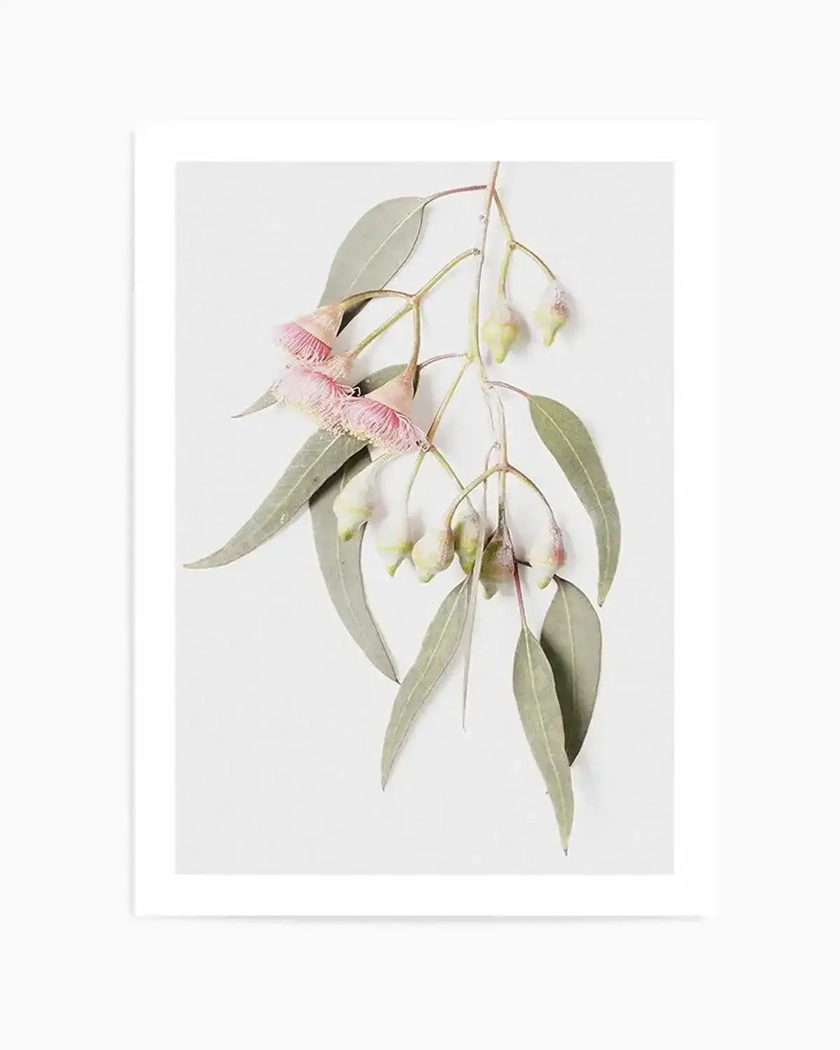 Eucalyptus on Grey Art Print from Olive et Oriel where you can shop wallpaper and artworks online