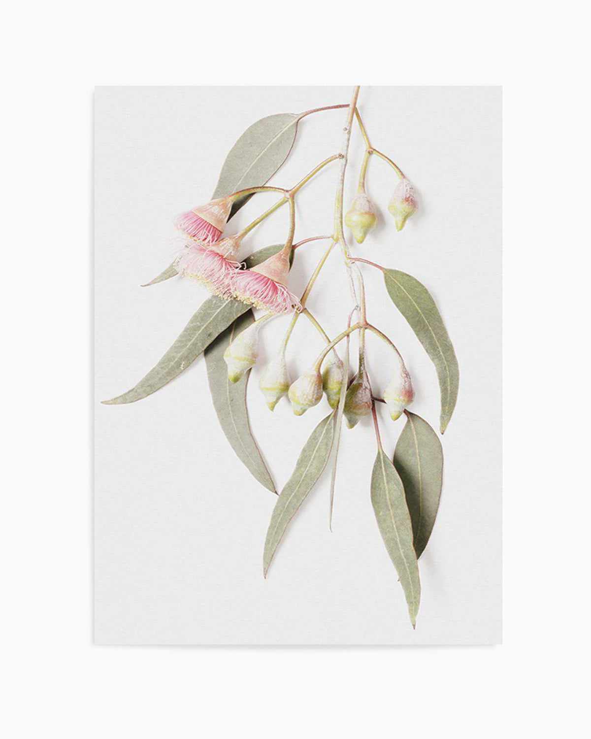 Eucalyptus on Grey Art Print