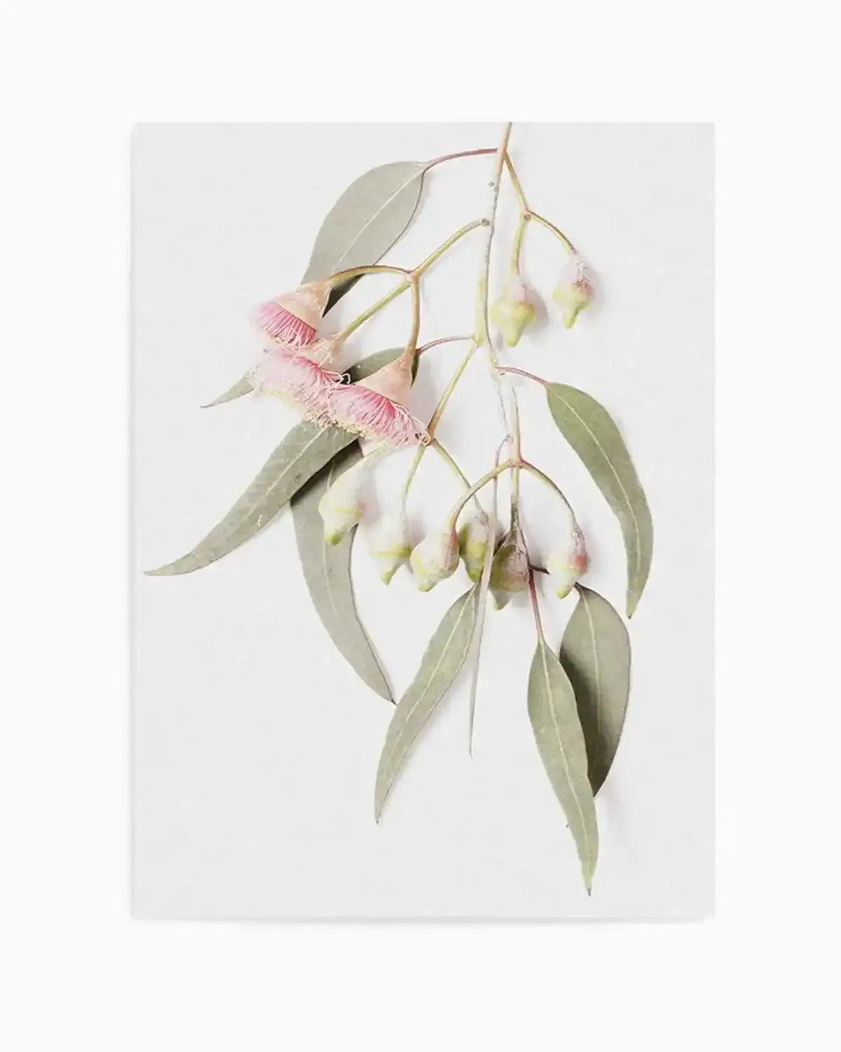 Eucalyptus on Grey Art Print from Olive et Oriel where you can shop wallpaper and artworks online