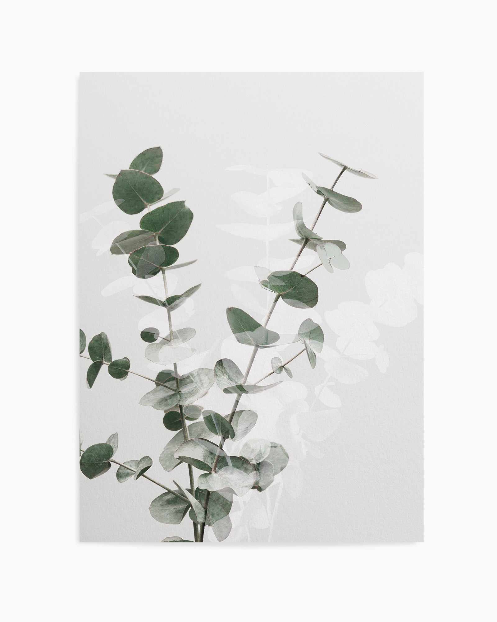 Eucalyptus Creative II By Studio III | Art Print