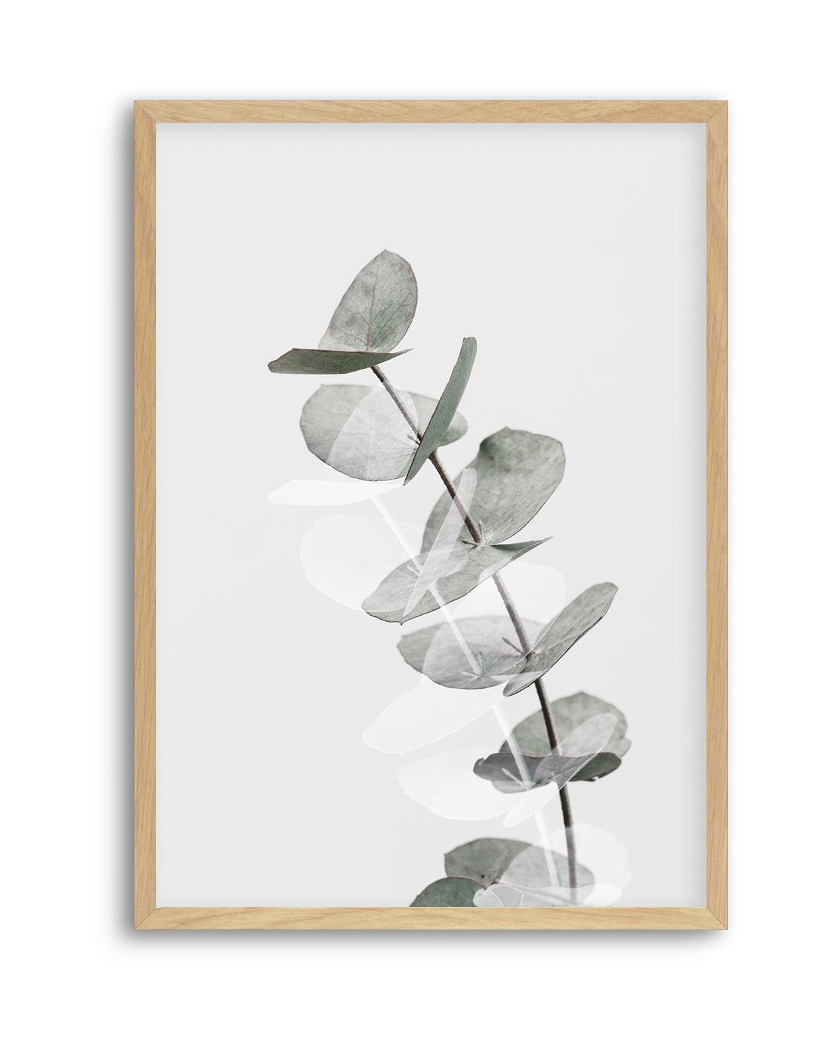 Eucalyptus Creative V By Studio III | Art Print