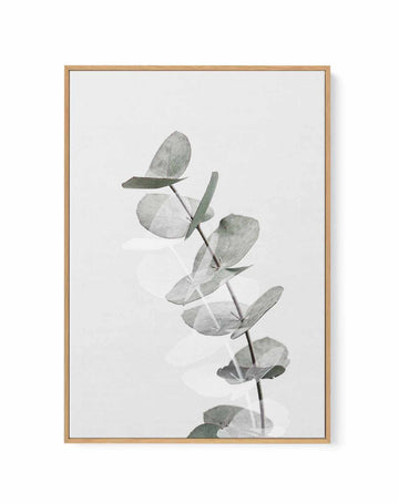 Eucalyptus Creative V By Studio III | Framed Canvas Art Print from Olive et Oriel where you can shop wallpaper and artworks online