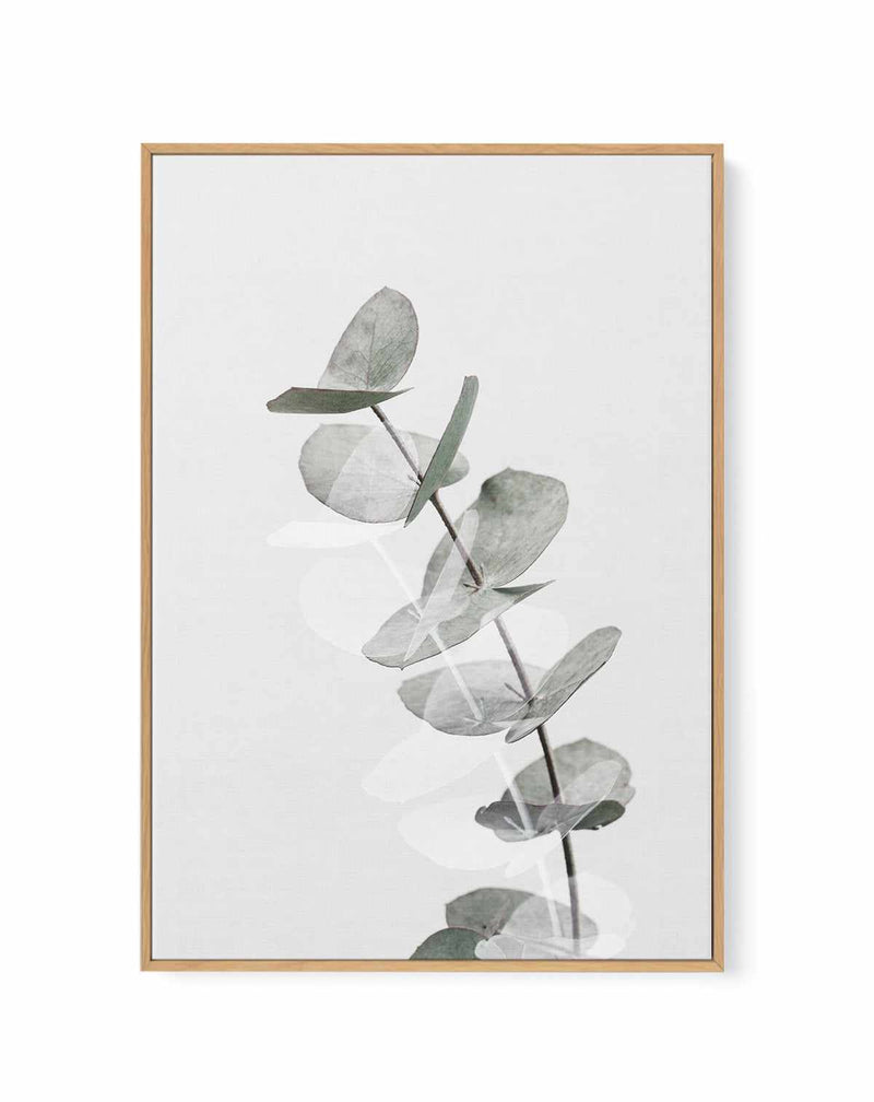 Eucalyptus Creative V By Studio III | Framed Canvas Art Print