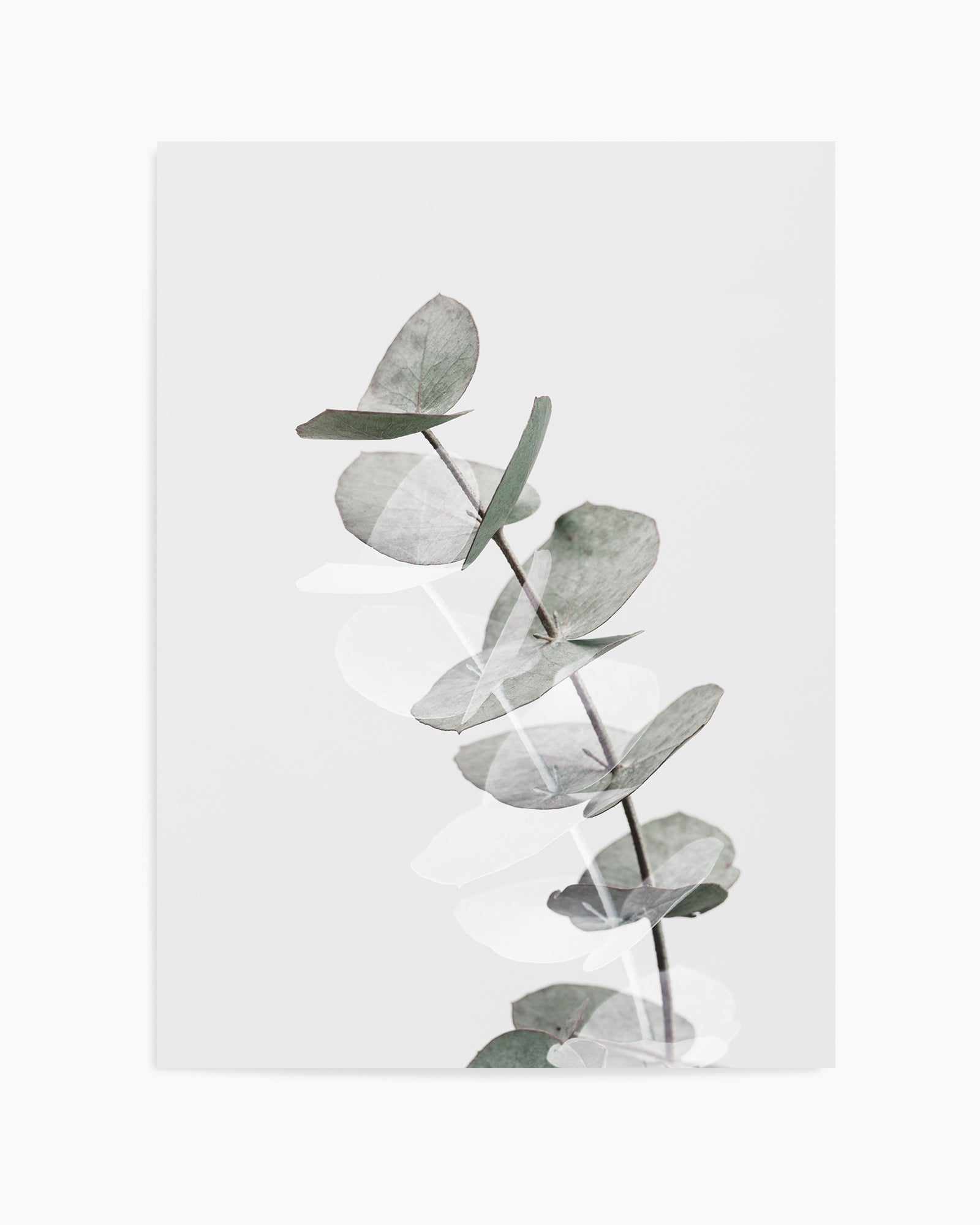 Eucalyptus Creative V By Studio III | Art Print