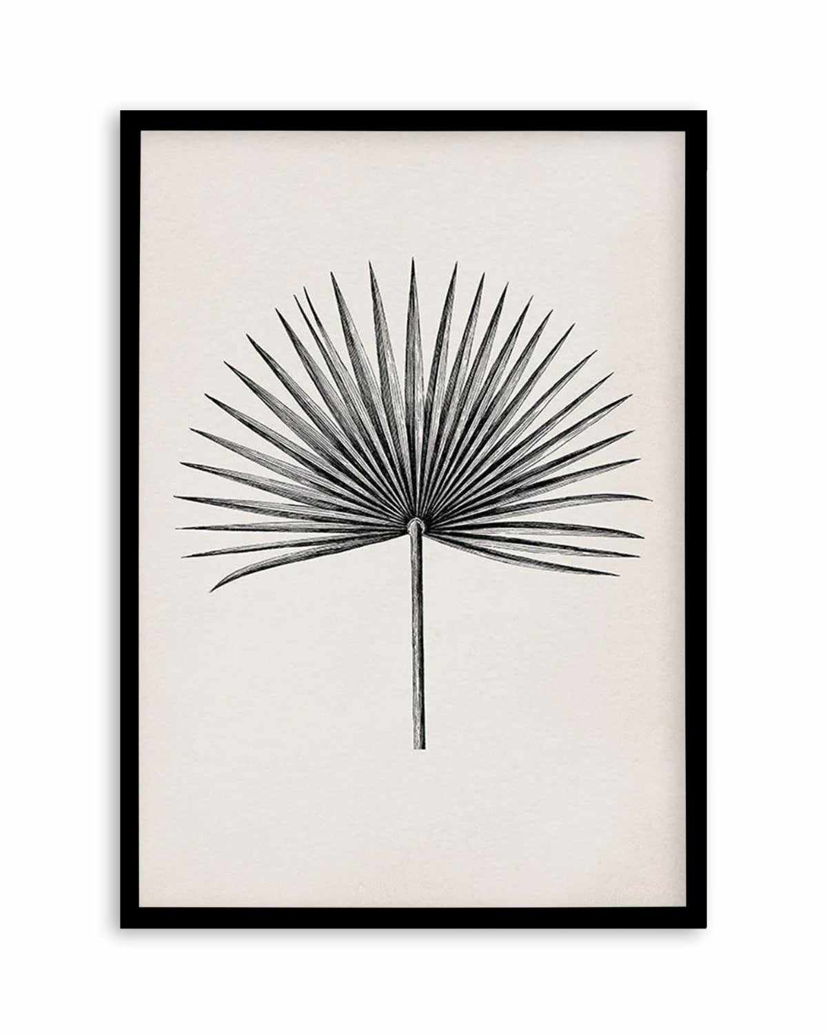 Fan Palm II Art Print