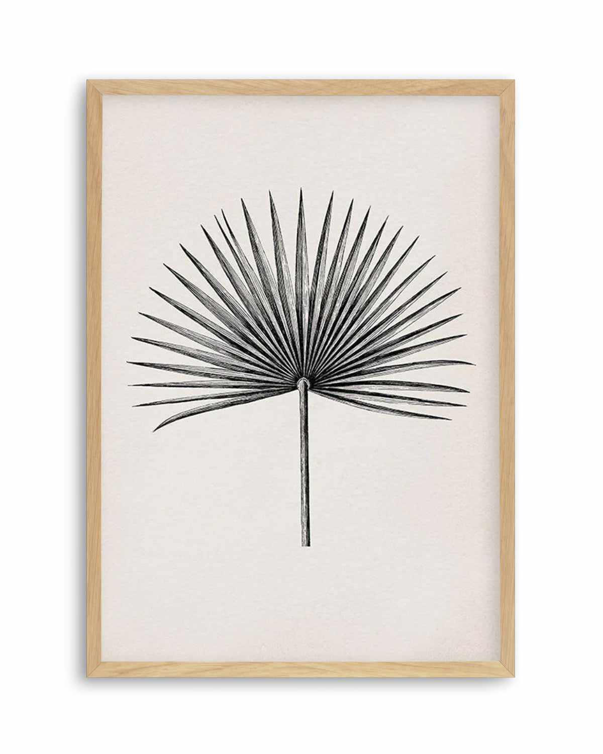 Fan Palm II Art Print