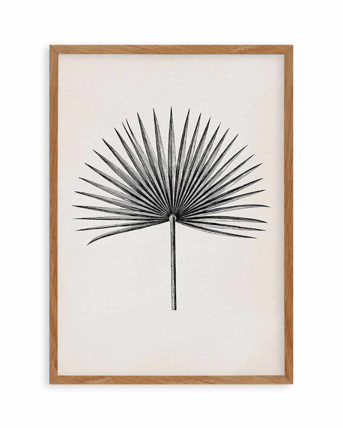 Fan Palm II Art Print