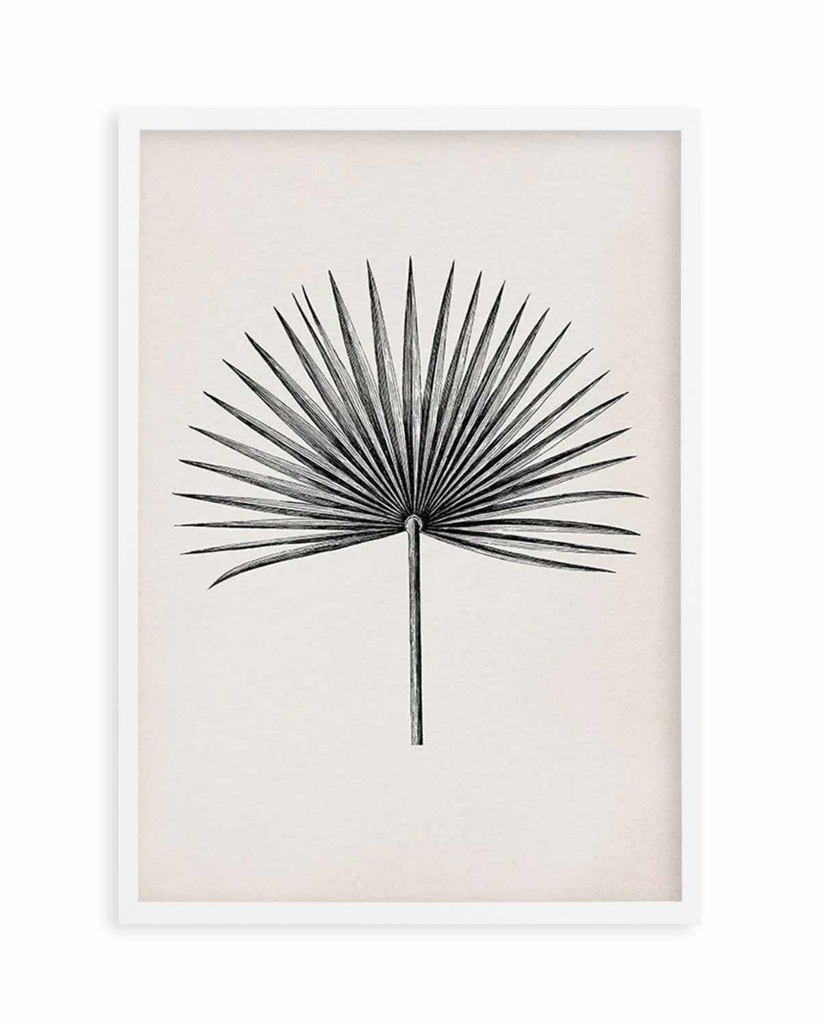 Fan Palm II Art Print