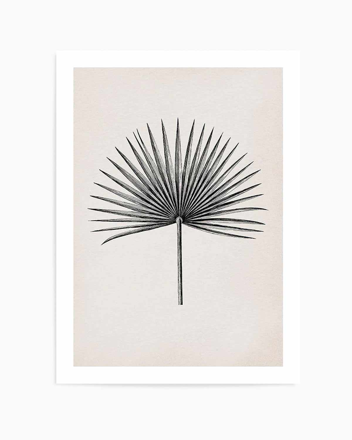 Fan Palm II Art Print