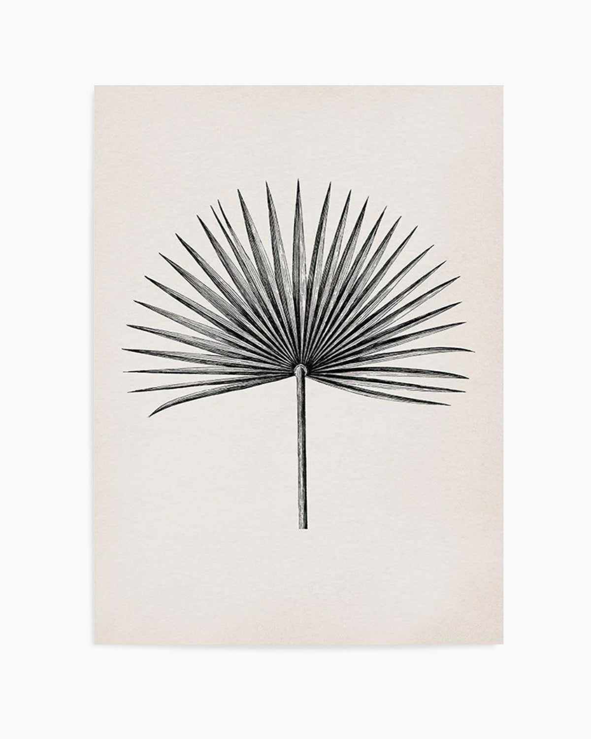 Fan Palm II Art Print