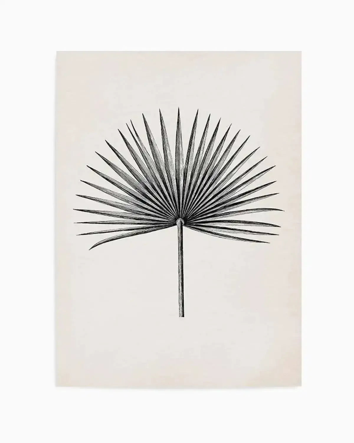 Fan Palm II Art Print from Olive et Oriel where you can shop wallpaper and artworks online