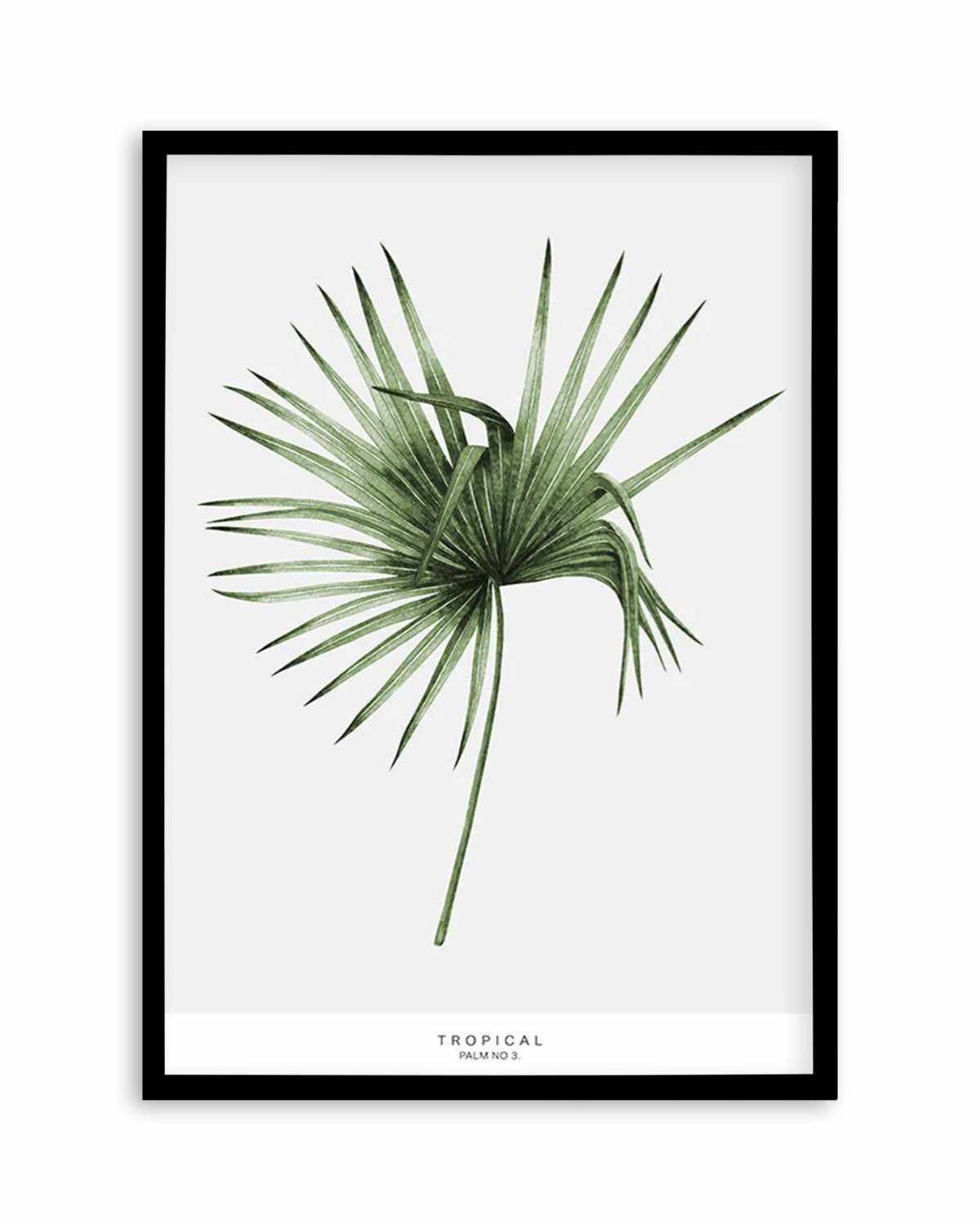 Fan Palm III Art Print