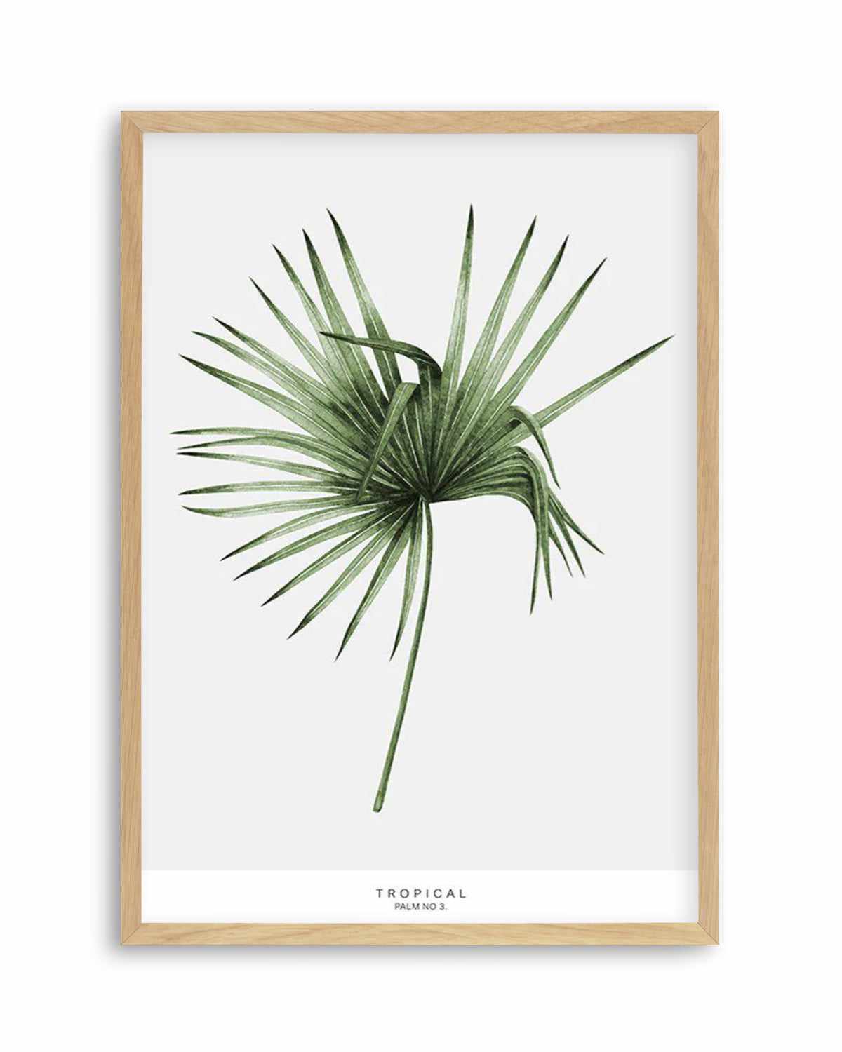 Fan Palm III Art Print